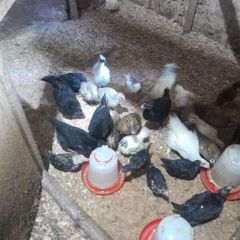 poultry