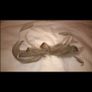 Louis Civit Mother of Bride 3 piece outfit Image 4