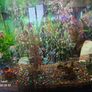 aquarium with fish and full equipment Image 3