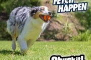 Ultra Ball Dog Toy, Durable High Bounce Floating Rubber Dog Ball, Launcher Compatible Toy For Dogs, Medium (Pack of 2)