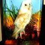 Rare Taxidermy Owl by Rohu & Sons Cork Image 9
