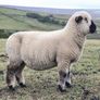 Hampshire Ram Lambs Image 4