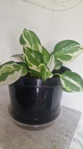 flowers Epipremnum aureum N Joy