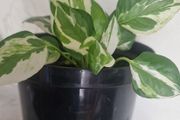 flowers Epipremnum aureum N Joy