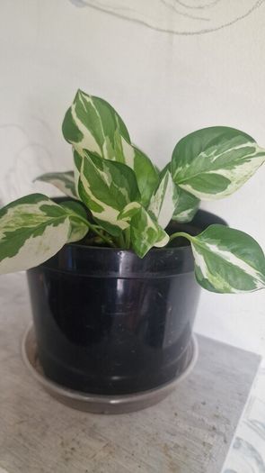 flowers Epipremnum aureum N Joy