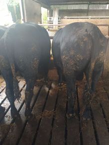 Cattle