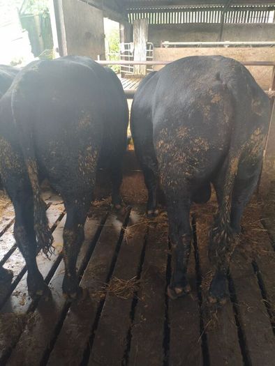 Cattle