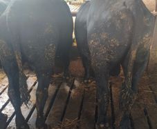 Cattle