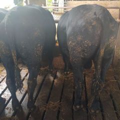 Cattle