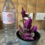 plant nanouk Image 2