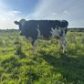 5 star 3rd calver Image 3