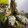 Bonsai Tree with natural moss 45x35cm Image 3