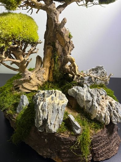 Bonsai Tree with natural moss 45x35cm