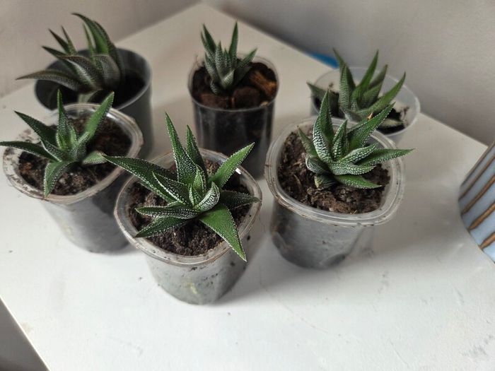 Succulents