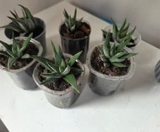 Succulents