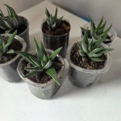 Succulents