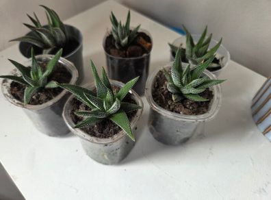 Succulents