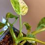 Philodendron Giganteum Variegated Image 7