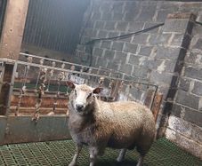 Ram