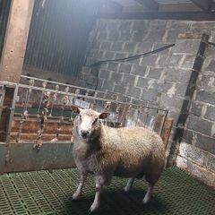 Ram
