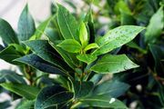 plants