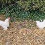 Pekin Bantams roosters Image 3