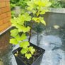 Redcurrant plants Image 2