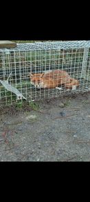 fox trap