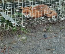 fox trap