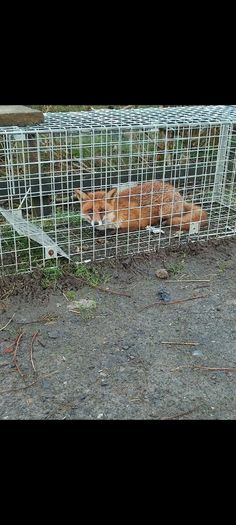 fox trap