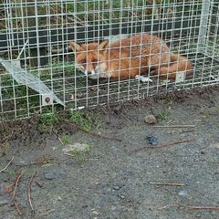 fox trap