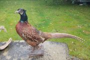 taxidermy pheasant