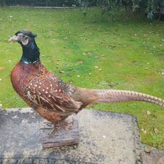 taxidermy pheasant