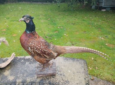 taxidermy pheasant