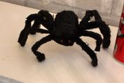 Small Brand new spider