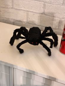 Small Brand new spider