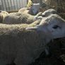 Ewe and Ram Lambs for sale Image 7