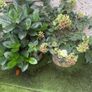 Two Large Terracotta Garden Flower Pots Image 3