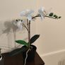 9 fake plants Image 7