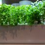 Click and Grow - Smart Graden Image 2