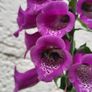 Foxglove plant. White and pink. Bee friendly plants. Image 3