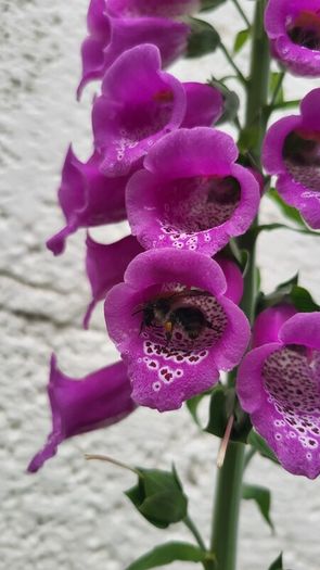 Foxglove plant. White and pink. Bee friendly plants.