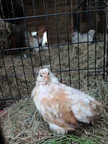 Free Hen
