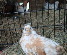 Free Hen