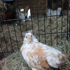 Free Hen