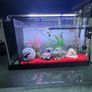 fish tank Image 2