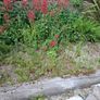 Free Mature Plants Image 2