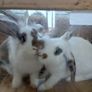 rabbit Image 2