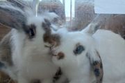 rabbit