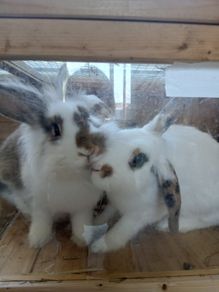 rabbit
